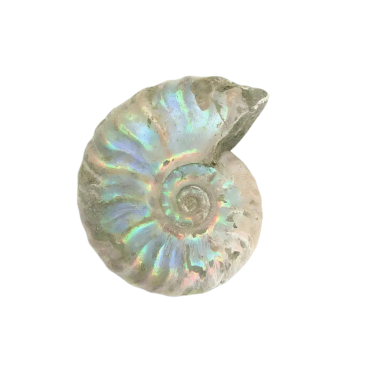 snail icon